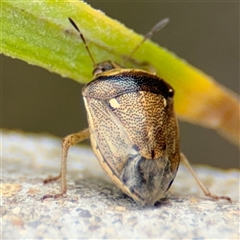 Eysarcoris sp. (genus) at Campbell, ACT - 28 Nov 2024 04:06 PM