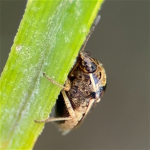 Eysarcoris sp. (genus) at Campbell, ACT - 28 Nov 2024 04:06 PM