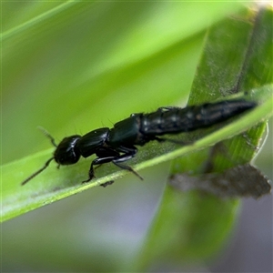 Thyreocephalus sp. (genus) at Campbell, ACT - 28 Nov 2024