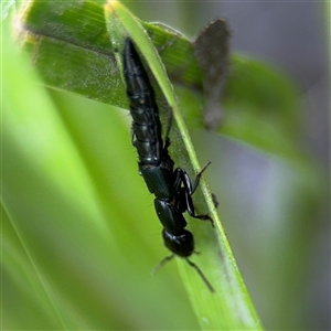 Thyreocephalus sp. (genus) at Campbell, ACT - 28 Nov 2024