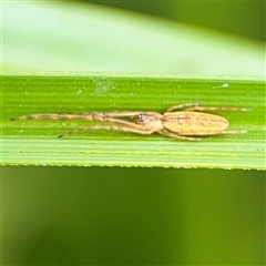 Tetragnatha sp. (genus) at Campbell, ACT - 28 Nov 2024 by Hejor1