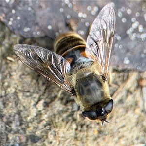 Eristalis tenax at Campbell, ACT - 28 Nov 2024 04:09 PM