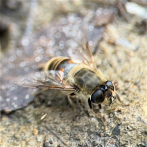 Eristalis tenax at Campbell, ACT - 28 Nov 2024 04:09 PM