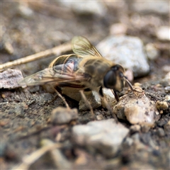 Eristalis tenax at Campbell, ACT - 28 Nov 2024 04:09 PM