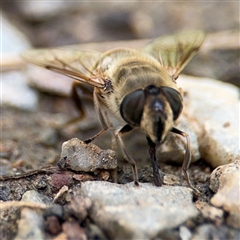 Eristalis tenax at Campbell, ACT - 28 Nov 2024 04:09 PM