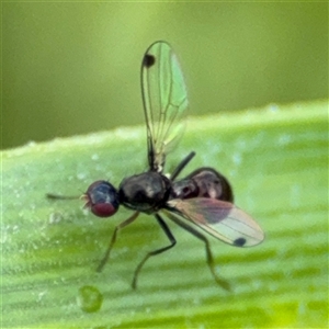 Parapalaeosepsis plebeia at Campbell, ACT - 28 Nov 2024 04:10 PM