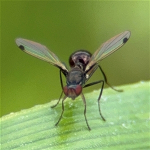 Parapalaeosepsis plebeia at Campbell, ACT - 28 Nov 2024