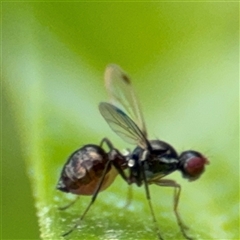 Parapalaeosepsis plebeia at Campbell, ACT - 28 Nov 2024 04:10 PM