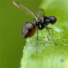 Parapalaeosepsis plebeia at Campbell, ACT - 28 Nov 2024 04:10 PM