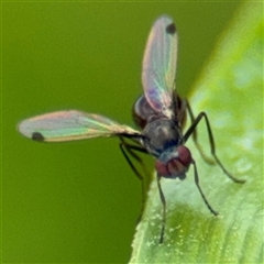 Parapalaeosepsis plebeia at Campbell, ACT - 28 Nov 2024 04:10 PM