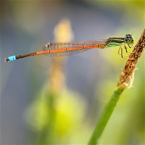 Ischnura aurora (Aurora Bluetail) at Campbell, ACT by Hejor1