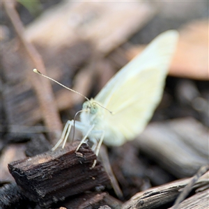 Pieris rapae (Cabbage White) at Campbell, ACT by Hejor1