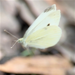 Pieris rapae at Campbell, ACT - 28 Nov 2024