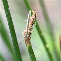 Mutusca brevicornis (A broad-headed bug) at Campbell, ACT - 28 Nov 2024 by Hejor1