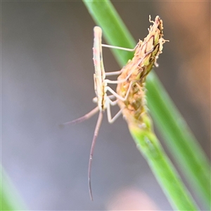 Mutusca brevicornis at Campbell, ACT - 28 Nov 2024 04:13 PM