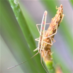 Mutusca brevicornis at Campbell, ACT - 28 Nov 2024 04:13 PM