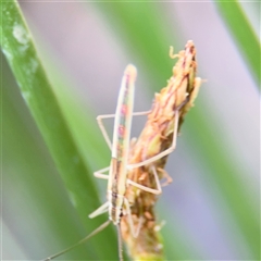 Mutusca brevicornis at Campbell, ACT - 28 Nov 2024