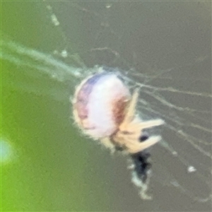 Araneinae (subfamily) at Campbell, ACT - 28 Nov 2024 04:13 PM