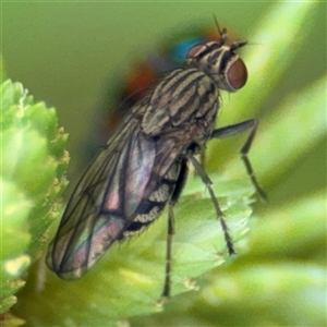 Sarcophagidae sp. (family) at Campbell, ACT by Hejor1