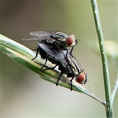 Sarcophagidae sp. (family) (Unidentified flesh fly) at Campbell, ACT - 28 Nov 2024 by Hejor1