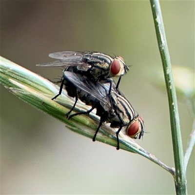 Sarcophagidae sp. (family) (Unidentified flesh fly) at Campbell, ACT - 28 Nov 2024 by Hejor1