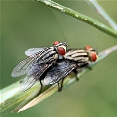 Sarcophagidae (family) at Campbell, ACT - 28 Nov 2024 04:15 PM