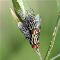 Sarcophagidae (family) at Campbell, ACT - 28 Nov 2024 04:15 PM