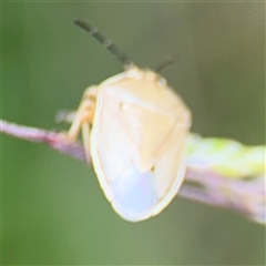 Pentatomidae (family) at Campbell, ACT - 28 Nov 2024 by Hejor1