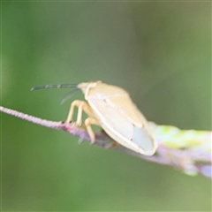 Pentatomidae (family) at Campbell, ACT - 28 Nov 2024