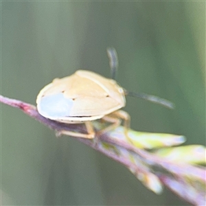 Pentatomidae (family) at Campbell, ACT - 28 Nov 2024