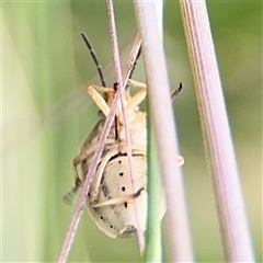 Pentatomidae (family) at Campbell, ACT - 28 Nov 2024