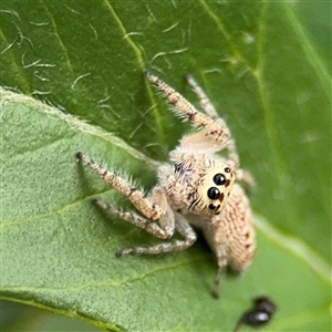 Opisthoncus sp. (genus) at Campbell, ACT - 28 Nov 2024