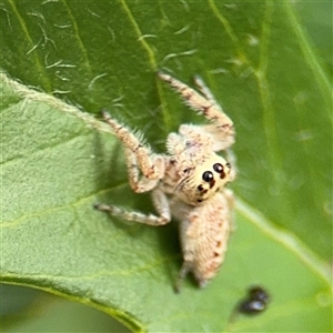 Opisthoncus sp. (genus) at Campbell, ACT - 28 Nov 2024