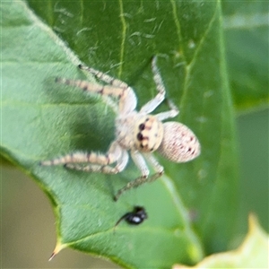 Opisthoncus sp. (genus) at Campbell, ACT - 28 Nov 2024