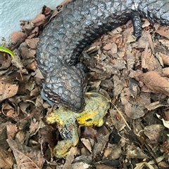 Tiliqua rugosa (Shingleback Lizard) at Bywong, NSW - 28 Nov 2024 by HelenCross