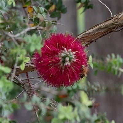 Melaleuca (genus) (A Melaleuca) at Higgins, ACT - 26 Nov 2024 by Untidy