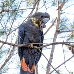 Calyptorhynchus lathami lathami (Glossy Black-Cockatoo) at Penrose, NSW - 23 Jul 2020 by Aussiegall