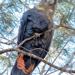Calyptorhynchus lathami lathami at Penrose, NSW - suppressed