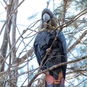 Calyptorhynchus lathami lathami at Penrose, NSW - suppressed