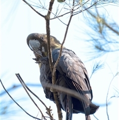 Calyptorhynchus lathami lathami at Penrose, NSW - suppressed