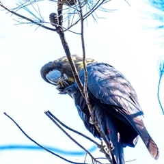 Calyptorhynchus lathami lathami at Penrose, NSW - suppressed