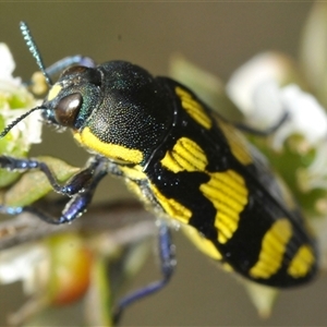 Castiarina octospilota at Yarralumla, ACT - 28 Nov 2024 11:31 AM