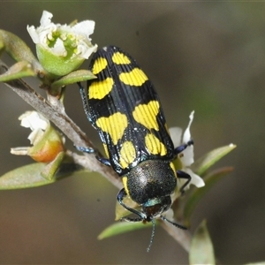 Castiarina octospilota at Yarralumla, ACT - 28 Nov 2024 11:31 AM