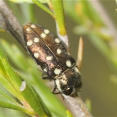 Diphucrania duodecimmaculata (12-spot jewel beetle) at Yarralumla, ACT - 28 Nov 2024 by Harrisi