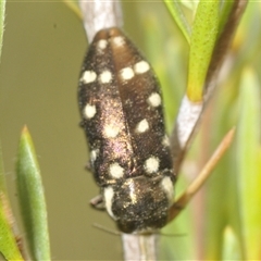 Diphucrania duodecimmaculata at Yarralumla, ACT - 28 Nov 2024