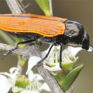 Castiarina rufipennis at Yarralumla, ACT - 28 Nov 2024 11:35 AM