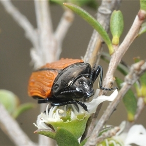 Castiarina rufipennis at Yarralumla, ACT - 28 Nov 2024 11:35 AM