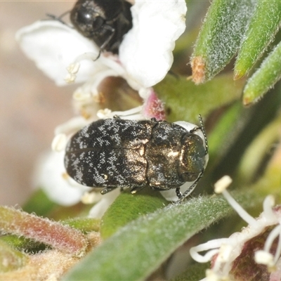 Diphucrania minutissima (A jewel beetle) at Denman Prospect, ACT - 28 Nov 2024 by Harrisi