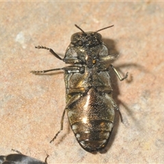 Diphucrania minutissima at Denman Prospect, ACT - 28 Nov 2024 09:18 PM