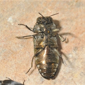 Diphucrania minutissima at Denman Prospect, ACT - 28 Nov 2024